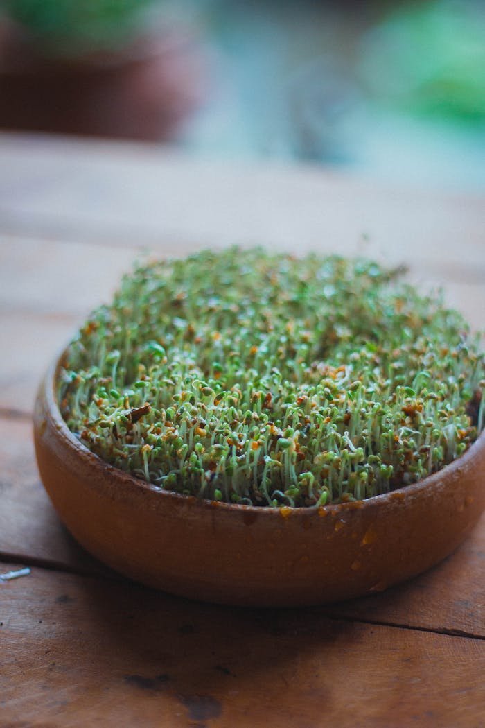 Detailed shot of green sprouts growing in a clay pot on a wooden table.