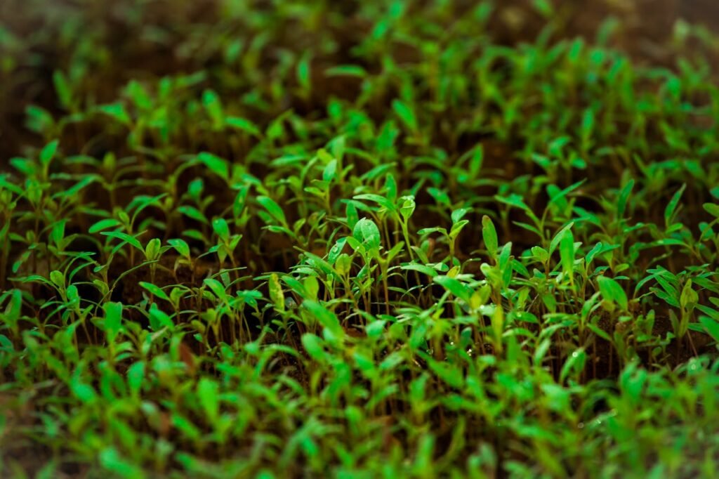 Microgreens in mumbai Close-up of vibrant green sprouts growing densely in a natural garden environment.