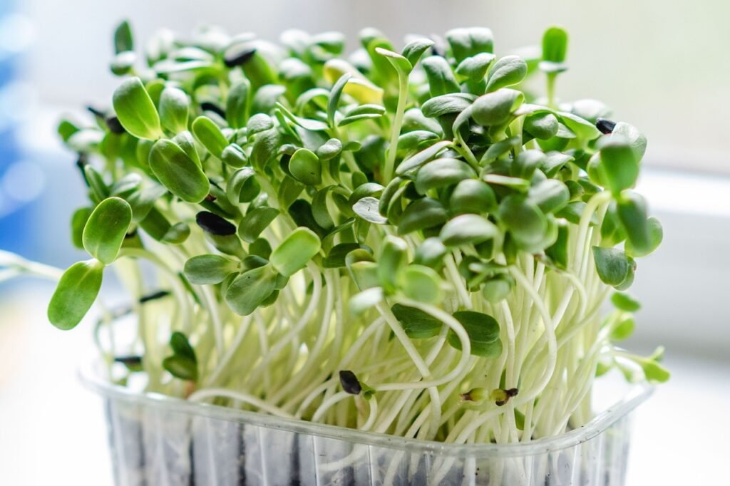 microgreen, sprouts, plants, vegetables, botany, microgreen, microgreen, microgreen, microgreen, nature, microgreen