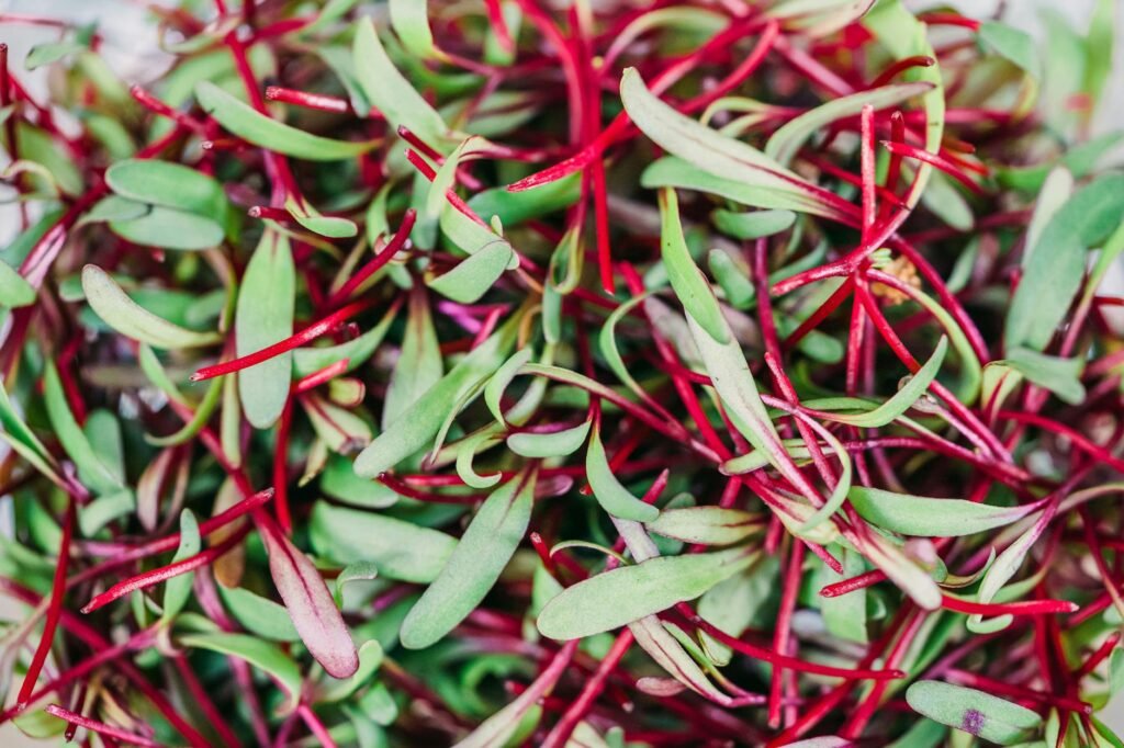 Colorful close-up of beetroot microgreens showcasing their natural beauty and freshness.