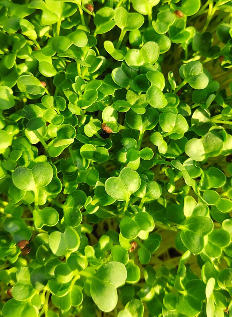 Hariyali Co Microgreens