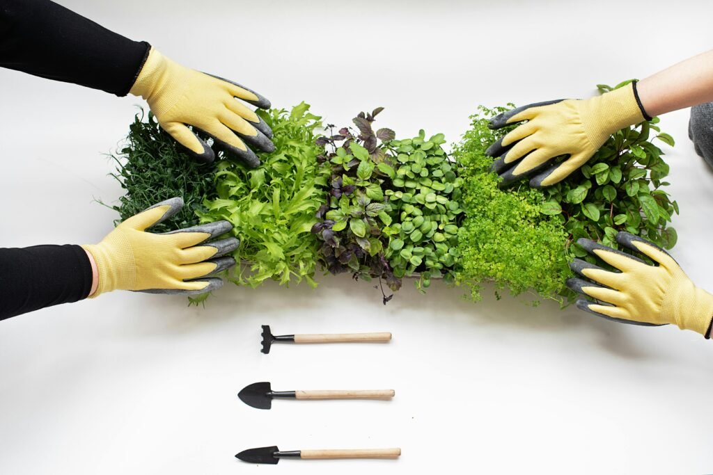 wholesale microgreens