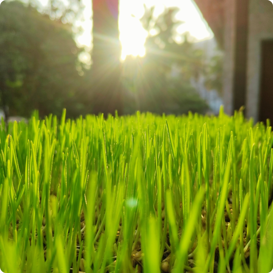 Wheatgrass
